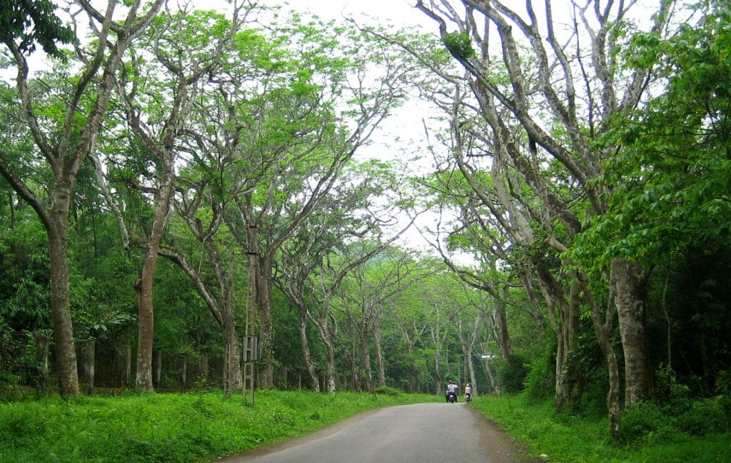 Vietnam Motorbike Tour to Mai Chau, Cuc Phuong, Hoa Lu & Tam Coc: Mai Chau Motorcycle Tours to Cuc Phuong National Park