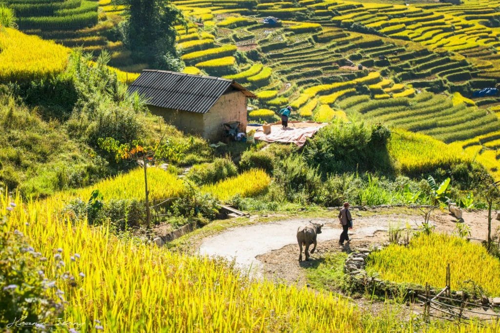 Why Riding Motorbikes to Sapa, Ha Giang, Mu Cang Chai