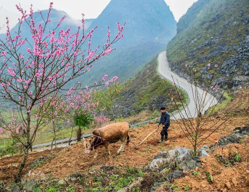 Best Time to Ride Motorcycles to Dong Van, Meo Vac, Du Gia, Yen Minh from Ha Giang