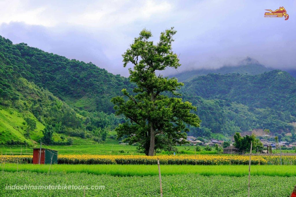 Why Riding Motorcycles from Mu Cang Chai to Ngoc Chien in Muong La District, Son La Province